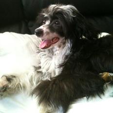 Chinese crested powder puff Tørstig