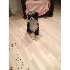 Chinese crested powder puff Tørstig