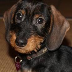 Gravhund Mochipappa's Dirch