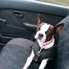 Boston terrier Carried with pride (LUNA)