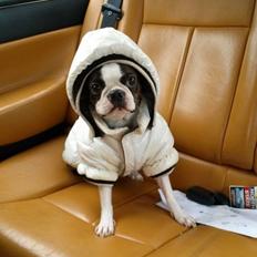 Boston terrier Carried with pride (LUNA)