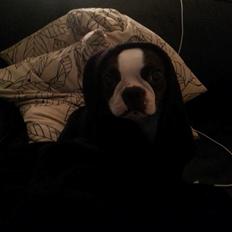 Boston terrier Carried with pride (LUNA)