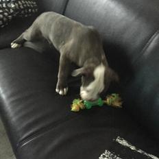 Olde english bulldogge Django