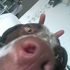 Blanding af racer hector