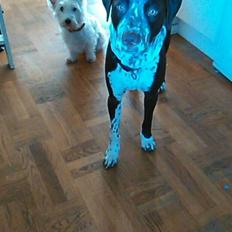 Blanding af racer hector