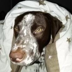 Blanding af racer hector