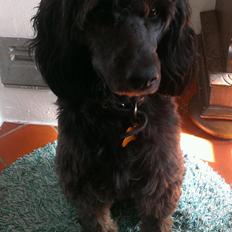 Blanding af racer Sandy Hawaii (F1 Sproodle)