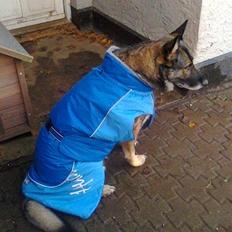 Schæferhund Ulveskovens Ofelia. (Laika).