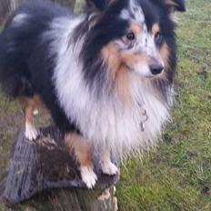 Shetland sheepdog Meeko