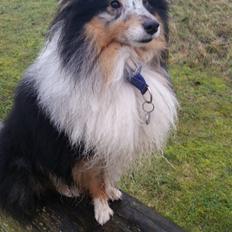 Shetland sheepdog Meeko