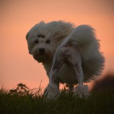 Løwchen Lions of Denmark WhiteWesper Denice *Ema*