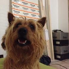 Australsk terrier Rumle Quick (Quick)