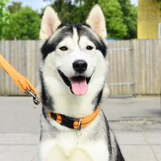 Siberian husky Bobski'