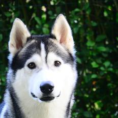 Siberian husky Bobski'