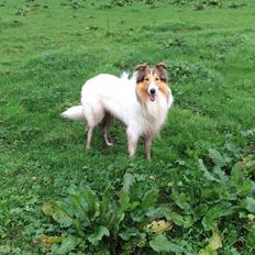 Collie langhåret Sir. Elliot