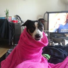 Dansk svensk gaardhund Mynte