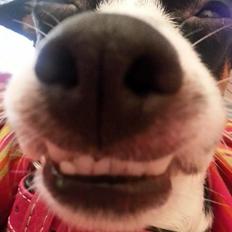 Dansk svensk gaardhund Mynte