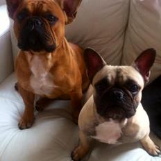 Fransk bulldog Amigo
