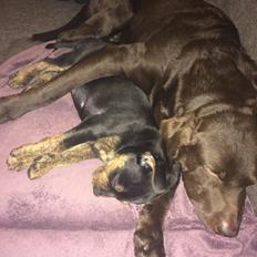 Blanding af racer Congo