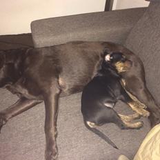 Blanding af racer Congo