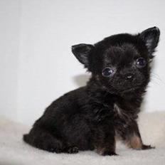 Chihuahua Rosa
