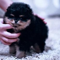 Pomeranian Mocha