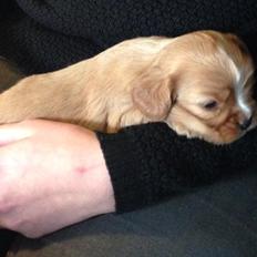 Cavalier king charles spaniel Fie