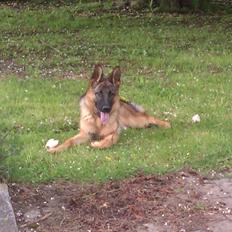 Schæferhund Oline(Tidl. Hund)