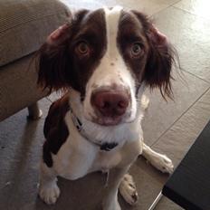 Field Trial Springer Spaniel Zigge!