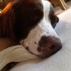 Field Trial Springer Spaniel Zigge!