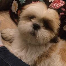 Shih tzu Balue