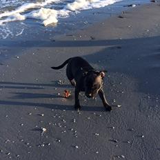 Staffordshire bull terrier Møffe (Dk Staff's Bodega Berit)