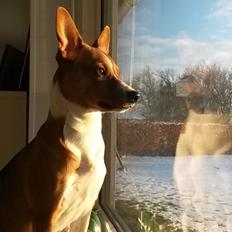 Basenji Nala
