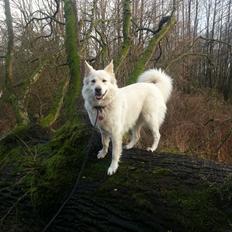 Blanding af racer Abby (Samojed/schæfer Blanding)