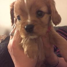 Cavalier king charles spaniel Fie