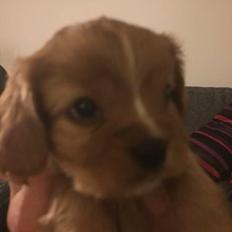 Cavalier king charles spaniel Fie