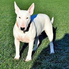 Bullterrier Ida