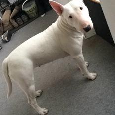 Bullterrier Ida