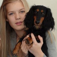 Gravhund Lileimo Petit Black Bugatti