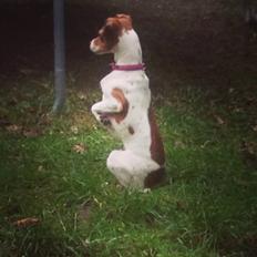 Dansk svensk gaardhund Gaby