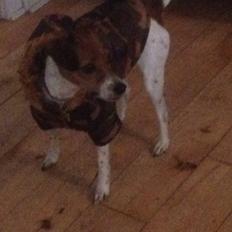 Dansk svensk gaardhund Gaby