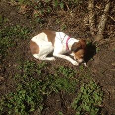 Dansk svensk gaardhund Gaby