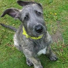 Irsk ulvehund Elliot
