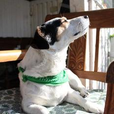 Jack russell terrier Bertil