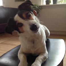 Jack russell terrier Bertil