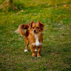 Blanding af racer Sally