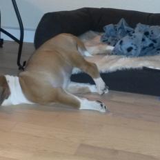 Olde english bulldogge Frankie