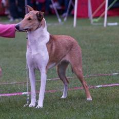 Collie korthåret Collected Memories California Dream