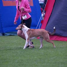 Collie korthåret Collected Memories California Dream