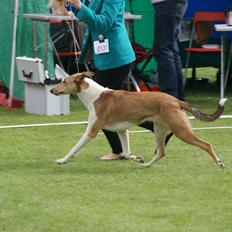 Collie korthåret Collected Memories California Dream